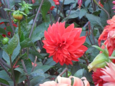 red blossoms - Free Stock Photo