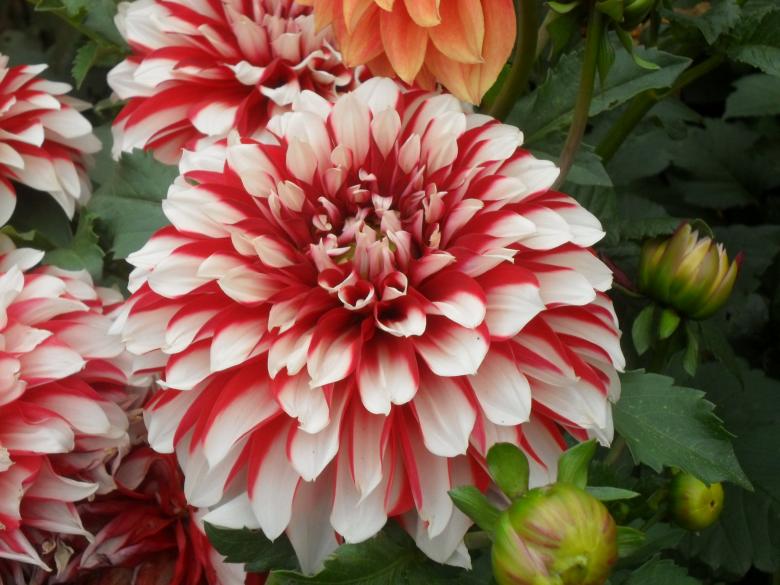 Free stock image of perfect flower created by v vineet kumar