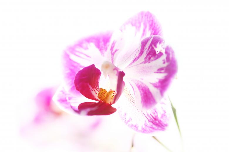 Free stock image of Pink Flower created by james Norton