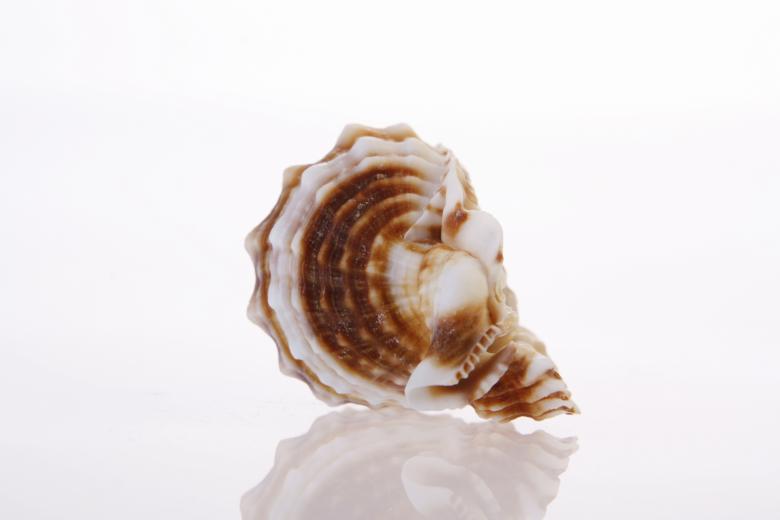 Free stock image of Seashell  created by 2happy