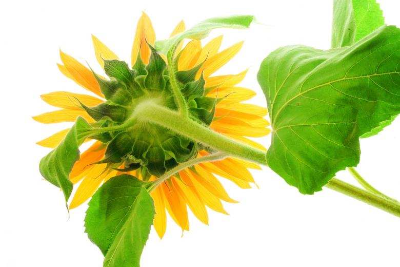 Free stock image of Sunflower  created by 2happy