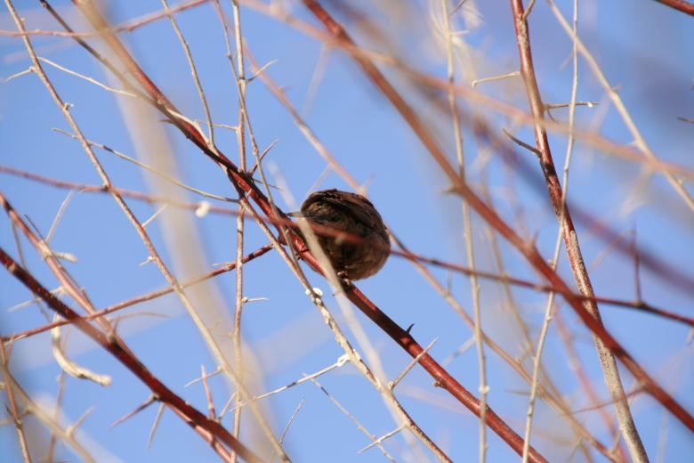Free stock image of Maybe bird created by 2happy