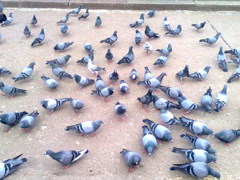 Free stock image of Pigeons On Ground created by Tona sam