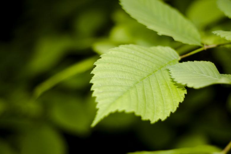 Free stock image of Plant  created by 2happy