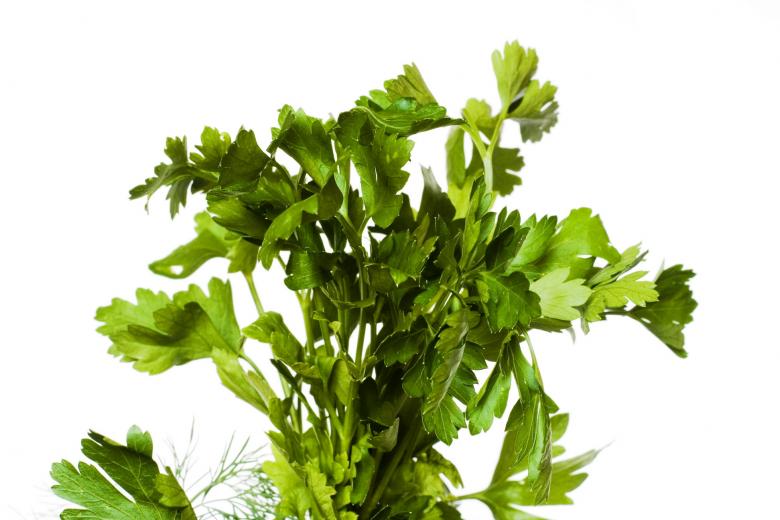 Free stock image of Plant  created by 2happy