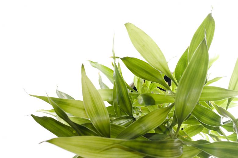 Free stock image of Green House Plant  created by 2happy