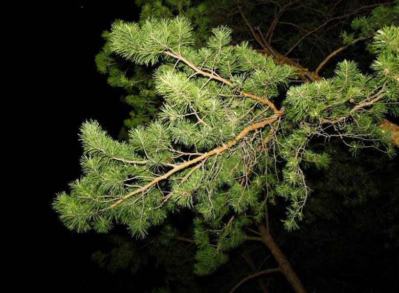 Free stock image of Plant  created by 2happy