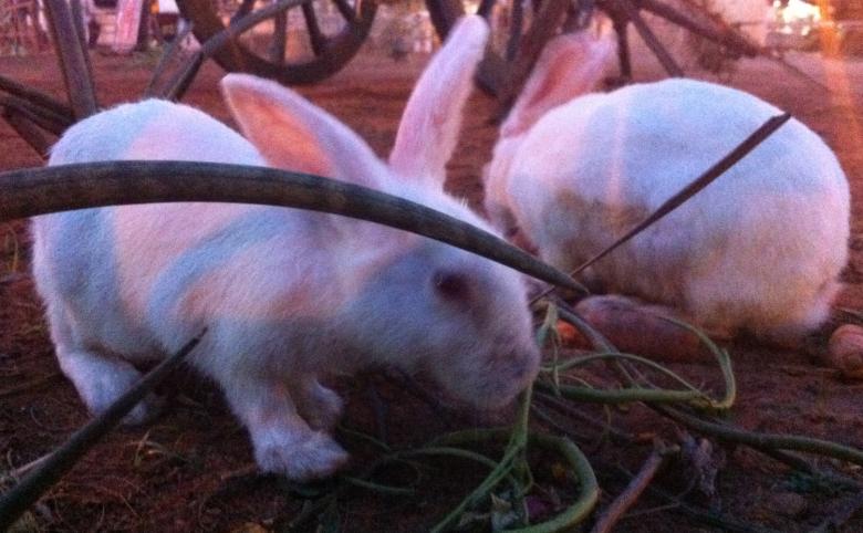 Free stock image of Two Rabbits  created by Tona sam