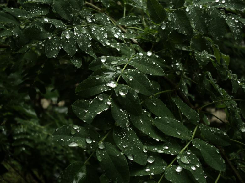 Free stock image of Wet leaves created by Serg Serg