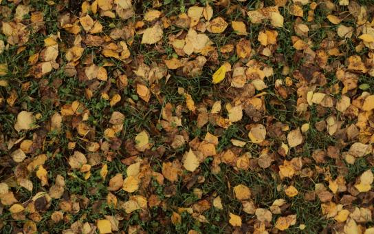 Leaf litter - Free Stock Photo