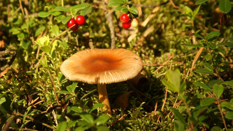 Free stock image of Mushroom 1 created by Anna Em