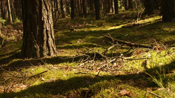 Forest 2 - Free Stock Photo
