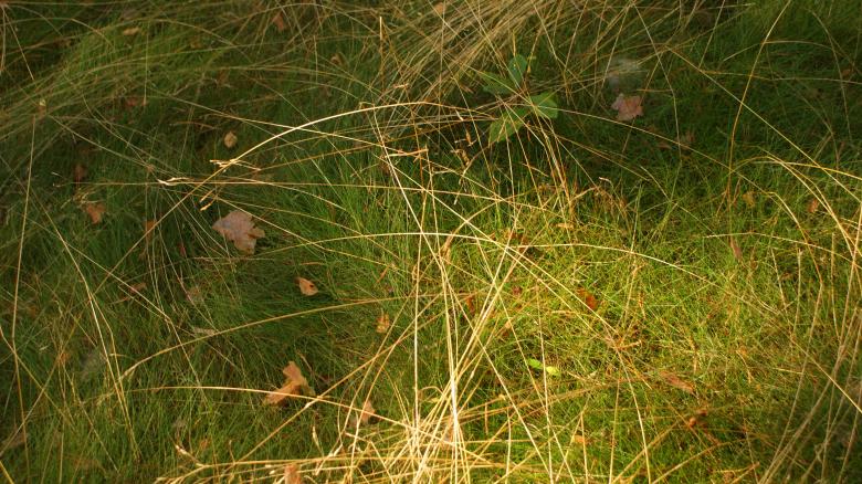 Free stock image of Grass 2 created by Anna Em