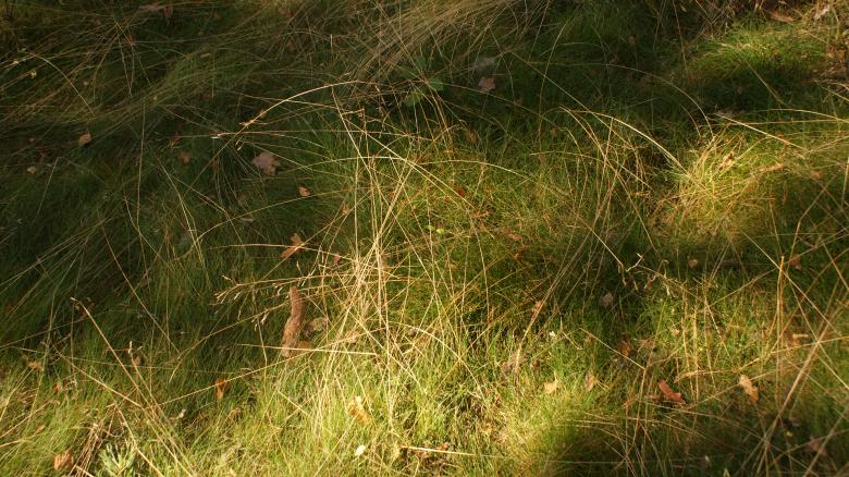 Free stock image of Grass 4 created by Anna Em