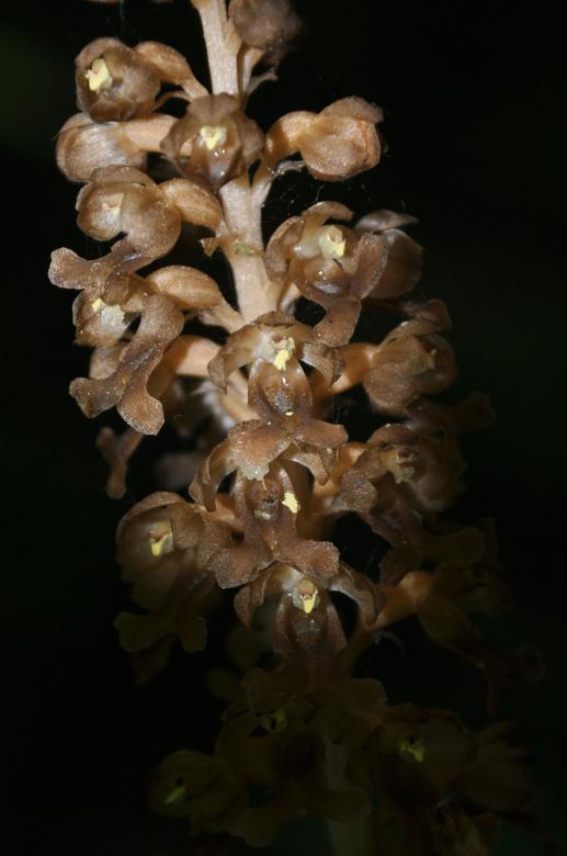 Free stock image of Bird's - nest orchid created by Tomas Adomaitis