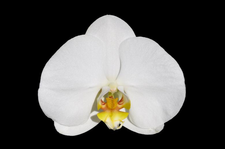 Free stock image of Moth orchid created by Tomas Adomaitis