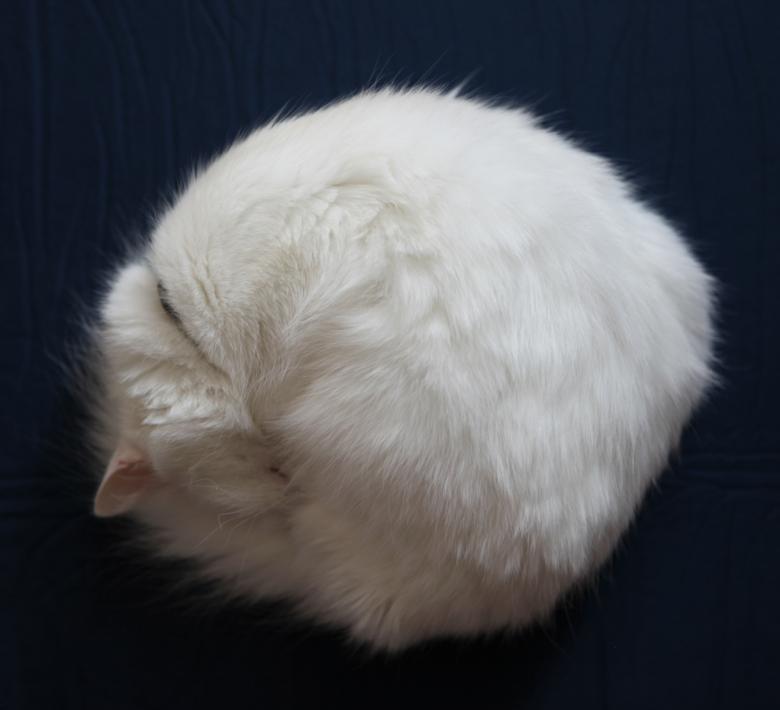 Free stock image of round cat created by 2happy