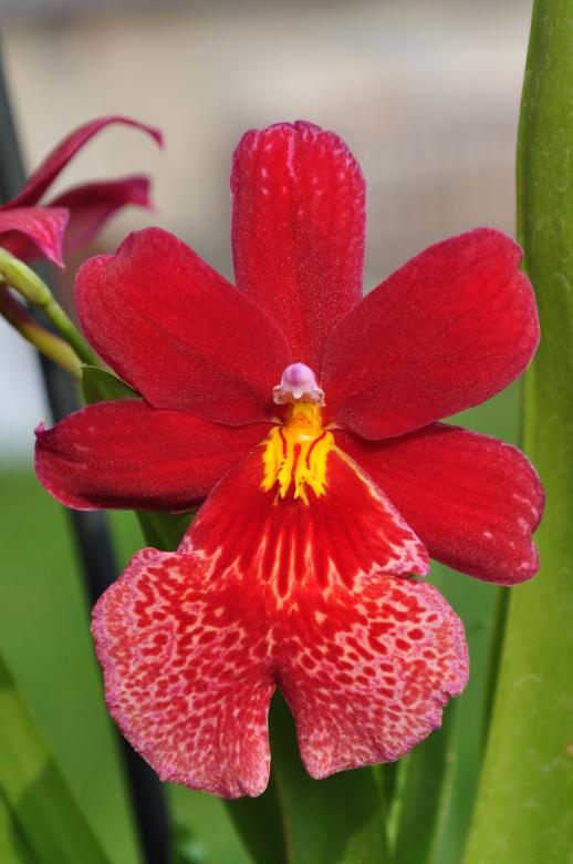 Free stock image of Red cambria orchid created by Tomas Adomaitis