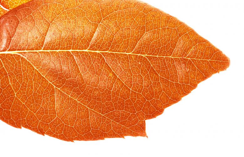 Free stock image of leaf created by 2happy