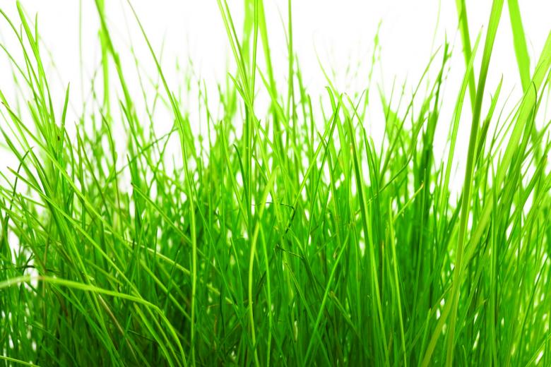 Free stock image of Grass  created by 2happy