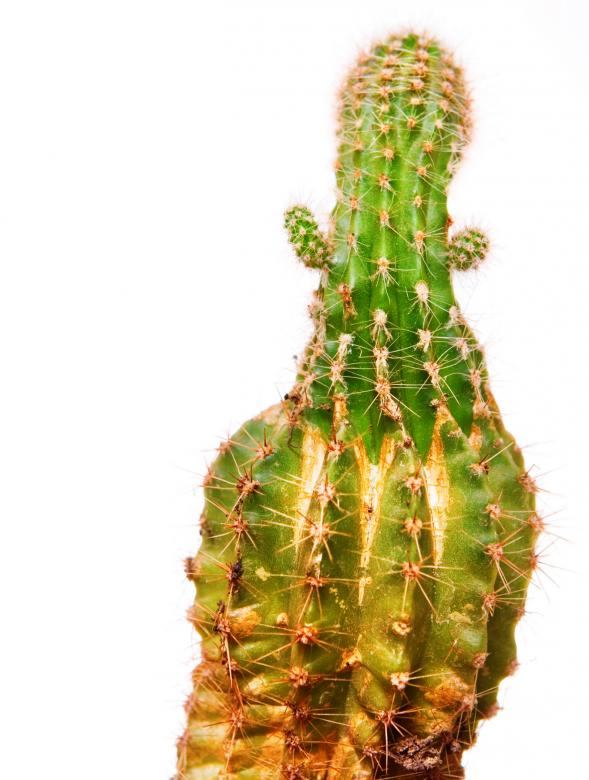 Free stock image of Cactus  created by 2happy