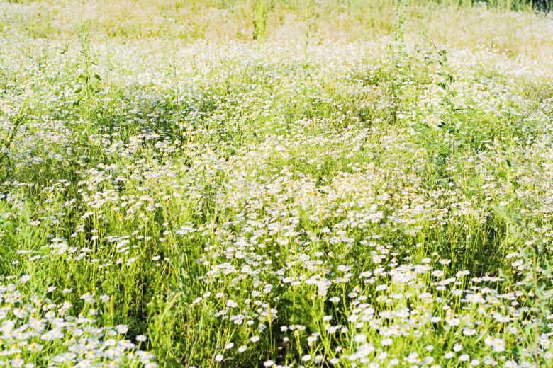 Free stock image of chamomiles created by 2happy