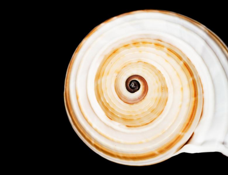 Free stock image of Shell created by 2happy