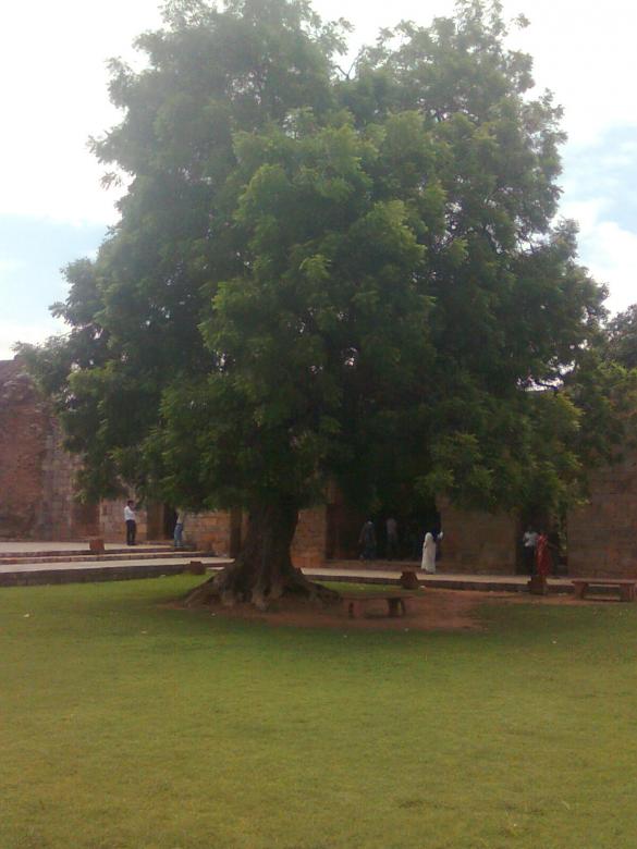 Free stock image of The Tree created by Tona sam