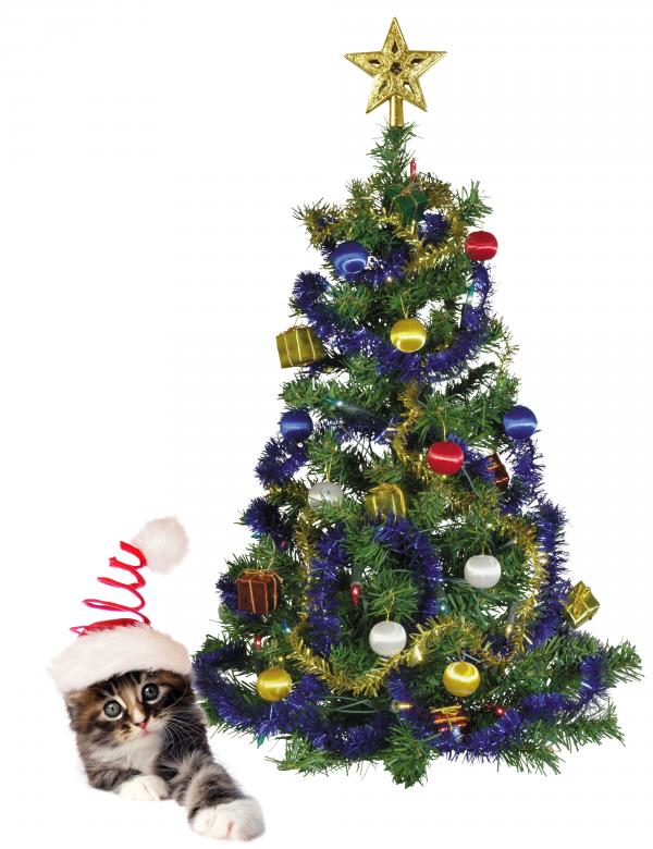 Free stock image of Christmas Kitten created by Diana