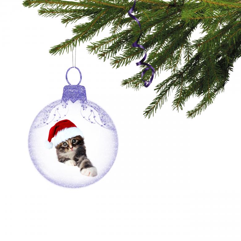 Free stock image of Christmas Kitten created by Diana