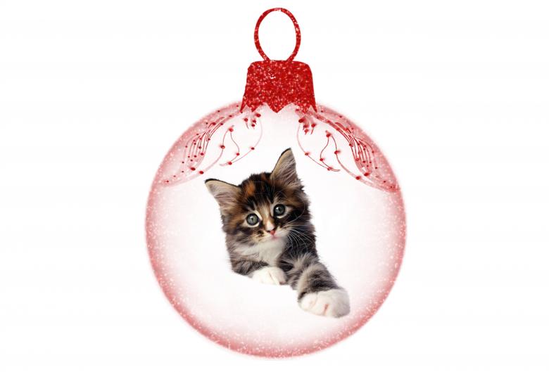 Free stock image of Christmas Kitten created by Diana