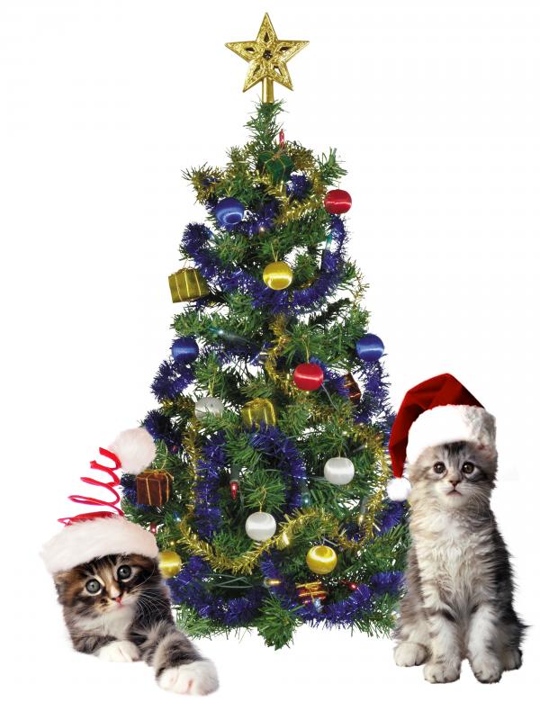 Free stock image of Christmas Cats created by Diana