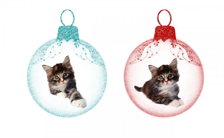 Free stock image of Christmas Kittens created by Diana