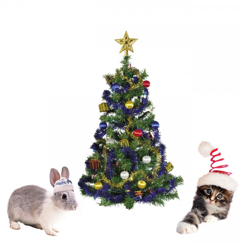 Free stock image of Christmas Pets created by Diana