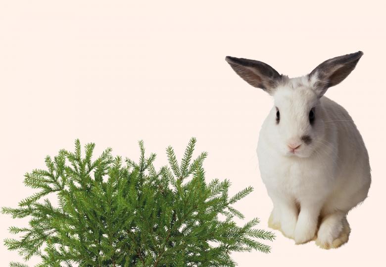 Free stock image of Bunny created by Diana