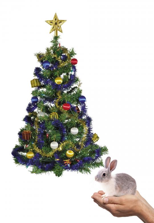 Free stock image of Christmas Bunny created by Diana