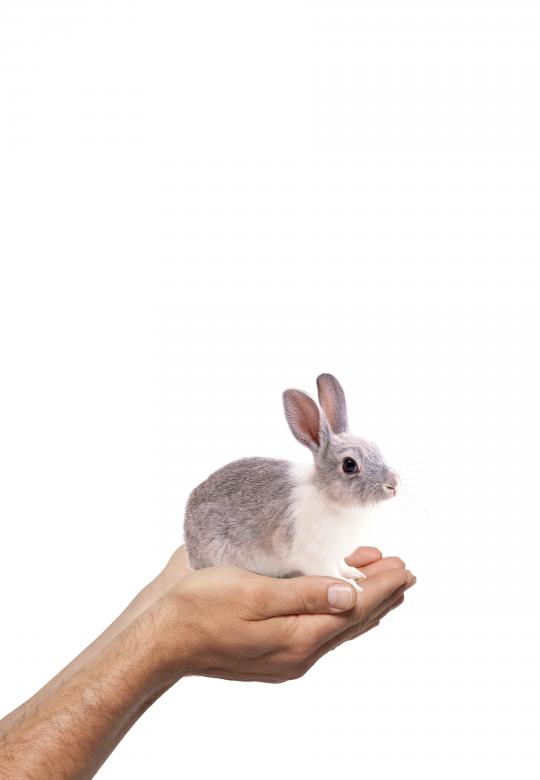 Free stock image of Bunny created by Diana