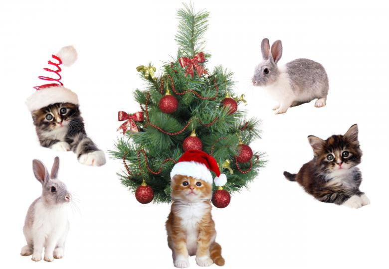 Free stock image of Christmas Pets created by Diana