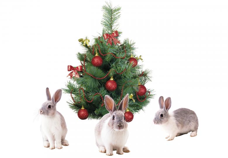 Free stock image of Christmas Bunnies created by Diana