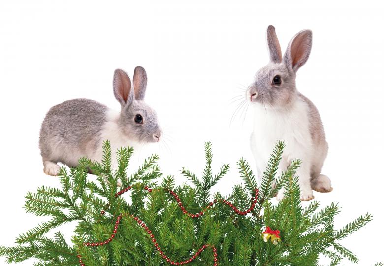 Free stock image of Christmas Bunnies created by Diana