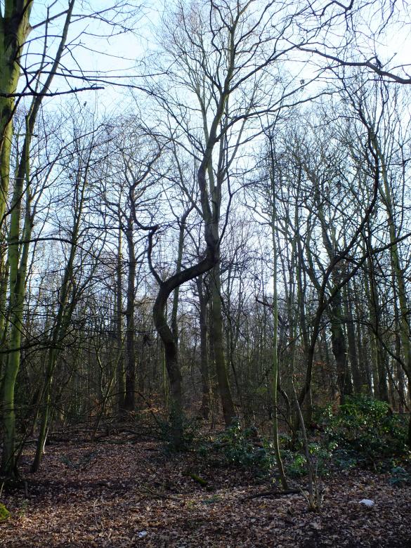 Free stock image of trees created by Stephan Gerlach