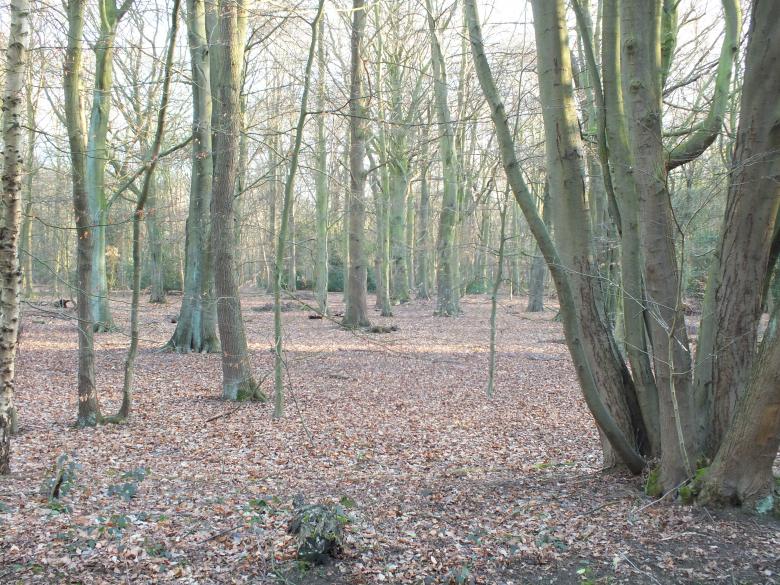 Free stock image of Trees created by Stephan Gerlach