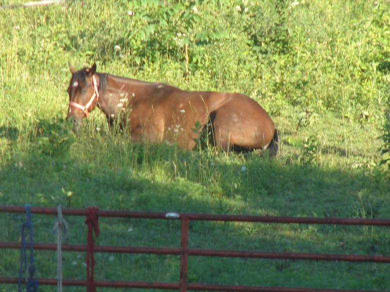 Free stock image of Horse in the Stable created by Terion Miller