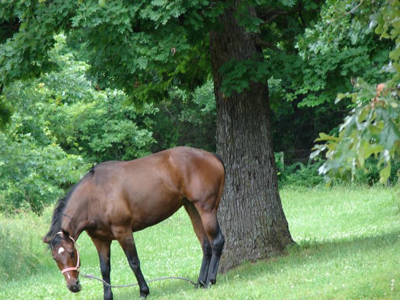 Free stock image of Brown Horse created by Terion Miller