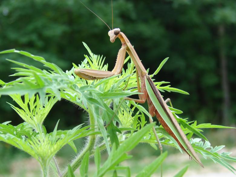 Free stock image of Grasshopper Closeup created by Terion Miller
