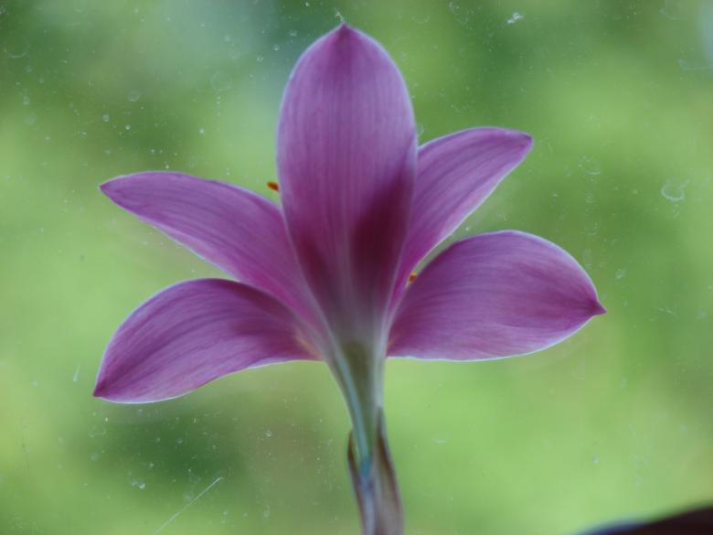 Free stock image of Beautiful Flower created by Terion Miller