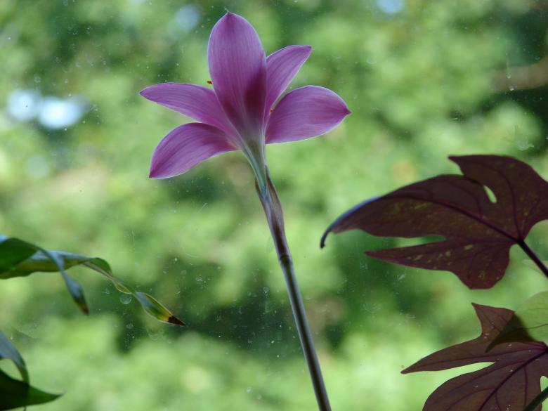 Free stock image of Fresh Flower created by Terion Miller