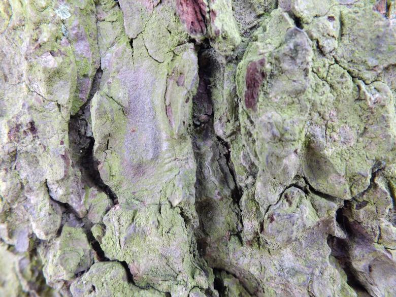 Free stock image of Wood texture created by Stephan Gerlach