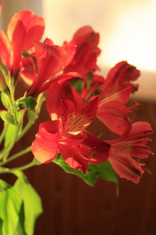 Free stock image of flowers created by 2happy