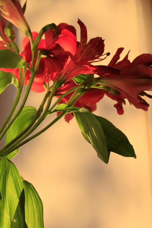 Free stock image of flowers created by 2happy
